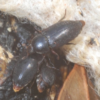 Dermestes maculatus (Hide beetle) at Denman Prospect, ACT - 23 Nov 2020 by Harrisi