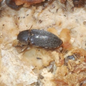 Dermestes maculatus at Denman Prospect, ACT - 24 Nov 2020