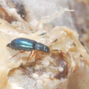 Necrobia rufipes at Denman Prospect, ACT - 24 Nov 2020