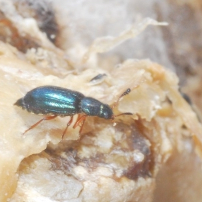 Necrobia rufipes (Red-legged ham beetle) at Denman Prospect, ACT - 24 Nov 2020 by Harrisi