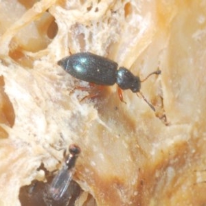 Necrobia rufipes at Denman Prospect, ACT - 24 Nov 2020