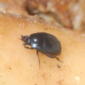 Saprininae sp. (subfamily) at Denman Prospect, ACT - 24 Nov 2020