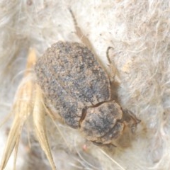 Omorgus sp. (Hide beetle) at Denman Prospect, ACT - 24 Nov 2020 by Harrisi