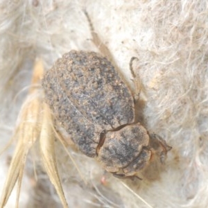 Omorgus sp. at Denman Prospect, ACT - 24 Nov 2020