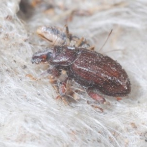 Listroderes sp. (genus) at Denman Prospect, ACT - 24 Nov 2020 12:48 AM