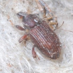 Listroderes sp. (genus) at Denman Prospect, ACT - 24 Nov 2020