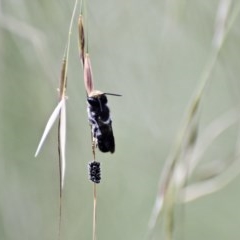 Megachile lucidiventris (Resin bee, Megachilid bee) at Weston, ACT - 27 Nov 2020 by AliceH