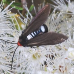 Hestiochora furcata (A zygaenid moth) at QPRC LGA - 23 Nov 2020 by Harrisi