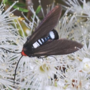 Hestiochora furcata at Jerrabomberra, NSW - 24 Nov 2020