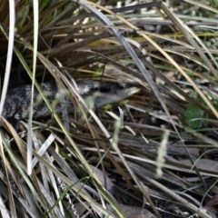 Tiliqua scincoides scincoides (Eastern Blue-tongue) at Fowles St. Woodland, Weston - 26 Nov 2020 by AliceH