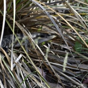 Tiliqua scincoides scincoides at Weston, ACT - 26 Nov 2020