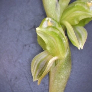 Hymenochilus bicolor at Nangus, NSW - 3 Oct 2019