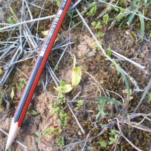 Ophioglossum lusitanicum at Nangus, NSW - 24 Sep 2019