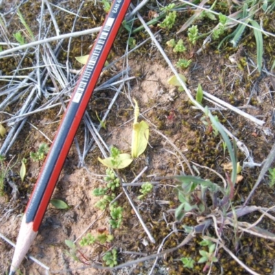 Ophioglossum lusitanicum (Adder's Tongue) at Nangus, NSW - 23 Sep 2019 by abread111