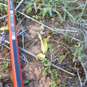 Ophioglossum lusitanicum at Nangus, NSW - 24 Sep 2019