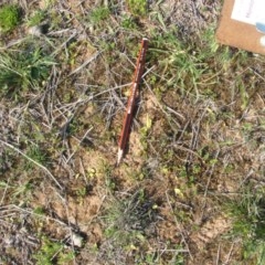 Ophioglossum lusitanicum at Nangus, NSW - 24 Sep 2019