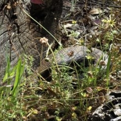 Tiliqua scincoides scincoides (Eastern Blue-tongue) at Red Hill to Yarralumla Creek - 27 Nov 2020 by JackyF
