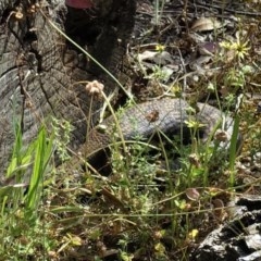 Tiliqua scincoides scincoides (Eastern Blue-tongue) at Hughes Grassy Woodland - 27 Nov 2020 by JackyF