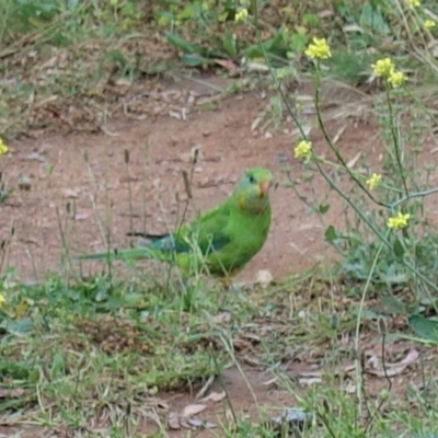 Polytelis swainsonii (Superb Parrot) at Hughes, ACT - 23 Nov 2020 by JackyF