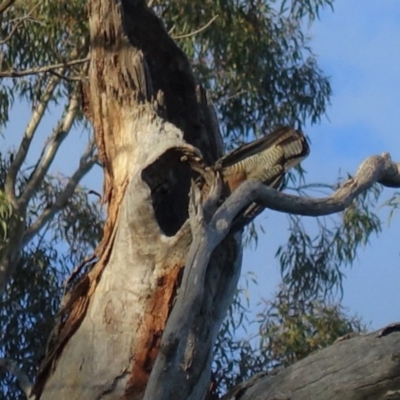 Callocephalon fimbriatum (Gang-gang Cockatoo) at Hughes, ACT - 23 Nov 2020 by JackyF