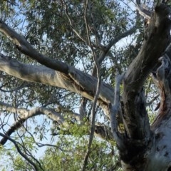 Callocephalon fimbriatum at Hughes, ACT - suppressed