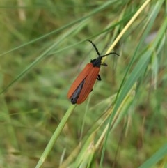 Porrostoma sp. (genus) (Lycid, Net-winged beetle) at Fowles St. Woodland, Weston - 27 Nov 2020 by AliceH