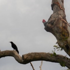 Callocephalon fimbriatum (Gang-gang Cockatoo) at Deakin, ACT - 27 Nov 2020 by JackyF