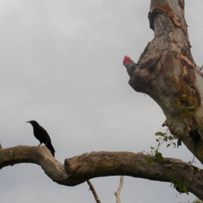 Callocephalon fimbriatum (Gang-gang Cockatoo) at Deakin, ACT - 27 Nov 2020 by JackyF