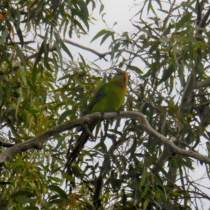 Polytelis swainsonii at Deakin, ACT - suppressed