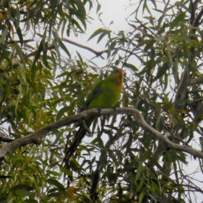 Polytelis swainsonii (Superb Parrot) at Deakin, ACT - 27 Nov 2020 by JackyF