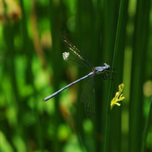 Griseargiolestes intermedius at Paddys River, ACT - 27 Nov 2020