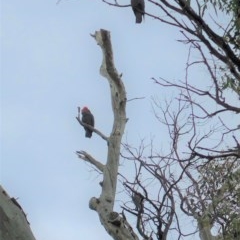 Callocephalon fimbriatum at Deakin, ACT - suppressed