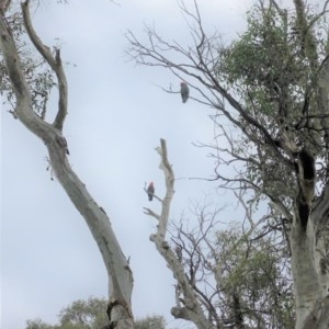 Callocephalon fimbriatum at Deakin, ACT - suppressed