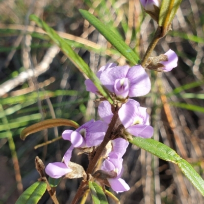 Hovea heterophylla (Common Hovea) at Cook, ACT - 6 Sep 2020 by drakes