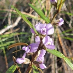 Hovea heterophylla (Common Hovea) at Mount Painter - 6 Sep 2020 by drakes