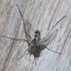 Senostoma sp. (genus) (A parasitoid tachinid fly) at Black Mountain - 22 Nov 2020 by Harrisi