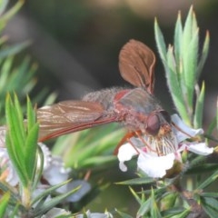 Comptosia sp. (genus) (Unidentified Comptosia bee fly) at Tinderry, NSW - 26 Nov 2020 by Harrisi