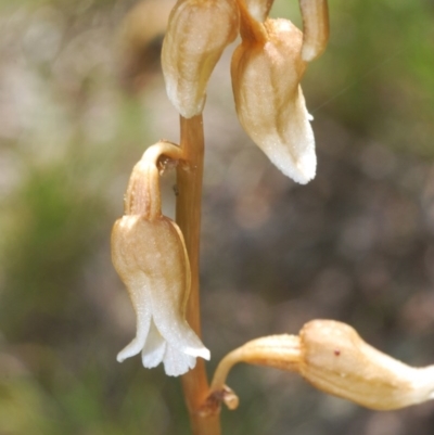 Gastrodia sesamoides (Cinnamon Bells) at Tinderry, NSW - 26 Nov 2020 by Harrisi