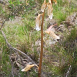 Gastrodia sesamoides at Tinderry, NSW - suppressed