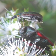 Lepturidea viridis (Green comb-clawed beetle) at QPRC LGA - 25 Nov 2020 by Harrisi