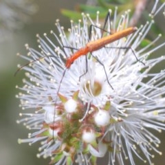 Psilomorpha tenuipes (Longhorn Beetle) at Jerrabomberra, NSW - 25 Nov 2020 by Harrisi