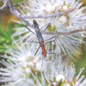 Psilomorpha tenuipes at Jerrabomberra, NSW - 26 Nov 2020