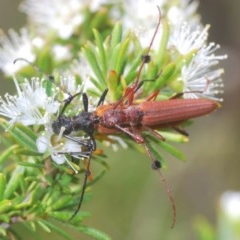 Tropis rubea (A longhorn beetle) at Mount Jerrabomberra QP - 25 Nov 2020 by Harrisi
