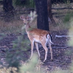 Dama dama at Wodonga - 27 Nov 2020 07:30 PM