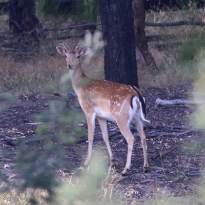 Dama dama (Fallow Deer) at WREN Reserves - 27 Nov 2020 by Kyliegw