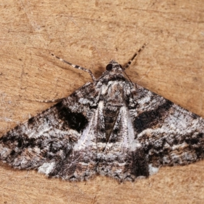 Gastrinodes argoplaca (Cryptic Bark Moth) at Melba, ACT - 13 Nov 2020 by kasiaaus