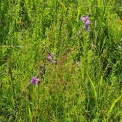 Arthropodium fimbriatum (Nodding Chocolate Lily) at O'Malley, ACT - 28 Nov 2020 by Mike