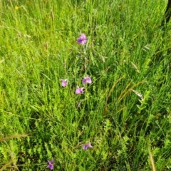 Arthropodium fimbriatum at O'Malley, ACT - 28 Nov 2020