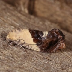 Hypertropha chlaenota (A Gelechioid moth) at Melba, ACT - 13 Nov 2020 by kasiaaus