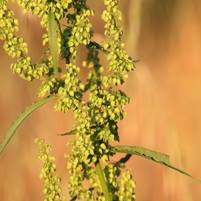 Rumex crispus (Curled Dock) at West Wodonga, VIC - 25 Nov 2020 by KylieWaldon